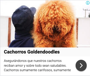 goldendoodle ads